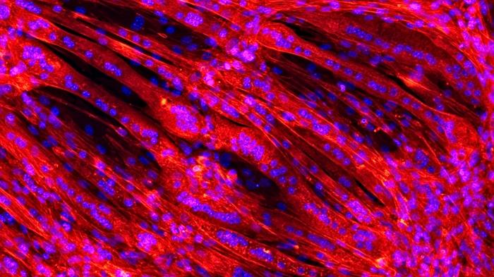 Tissue Engineering Image 1